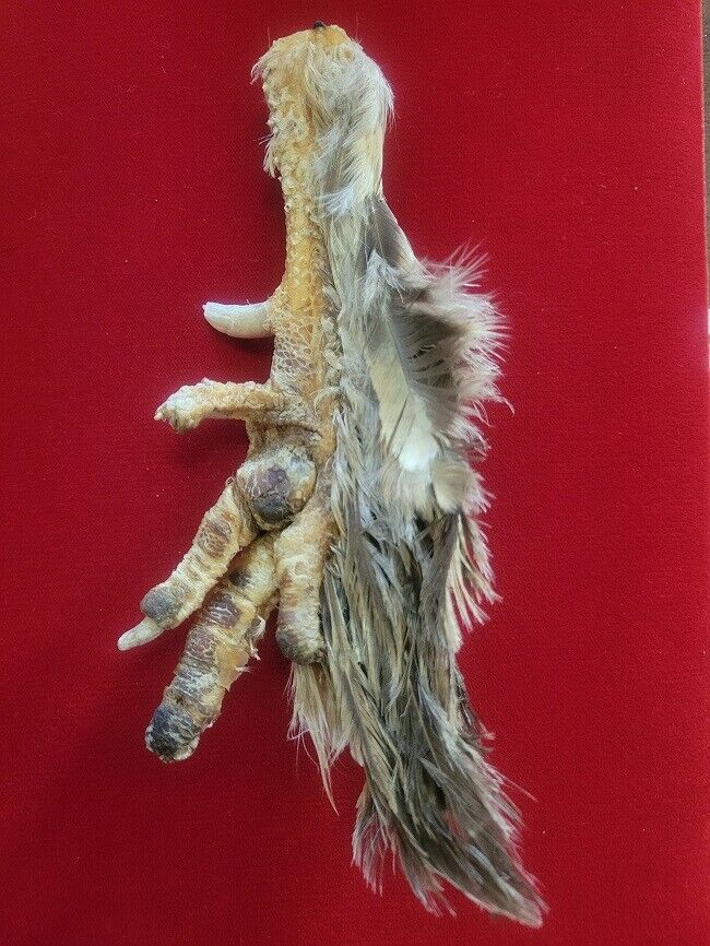 Voodoo Chicken Foot - 247 Naturally Feathered Oddities Talisman Hoodoo