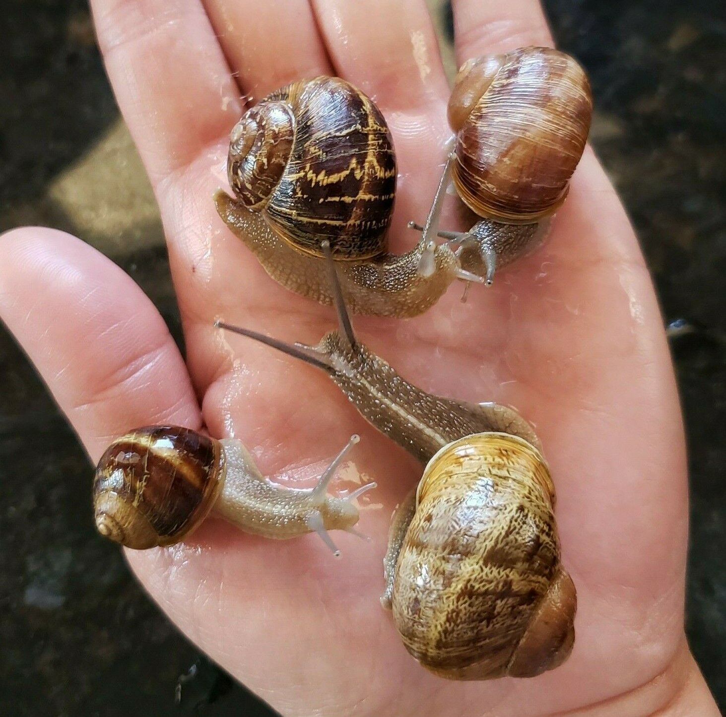 Live Land Or Garden Snails - Medium, Large, Extra Large, Or Jumbo