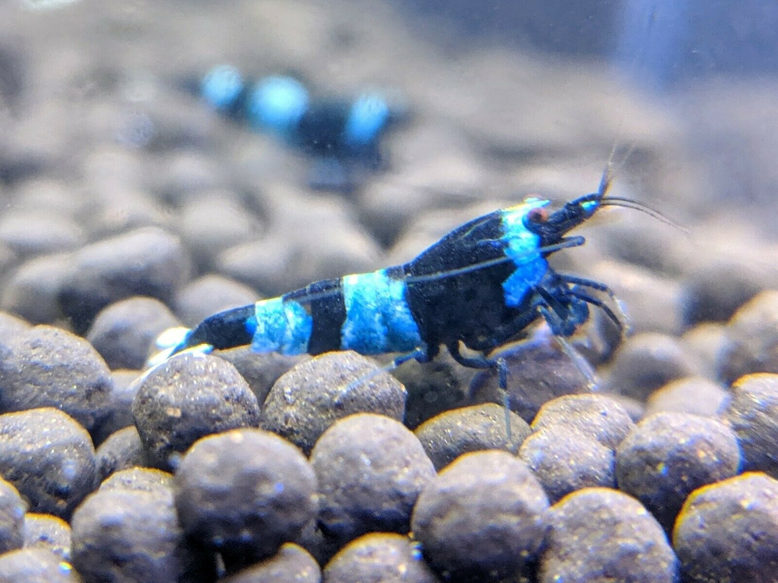 5+1 Blue Shadow Panda Shrimp_taiwan Bee Shrimp_caridina_shrimpy Business