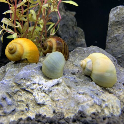 3 Large Mystery Snails (pomacea Bridgesii) Live Freshwater Snail Plants