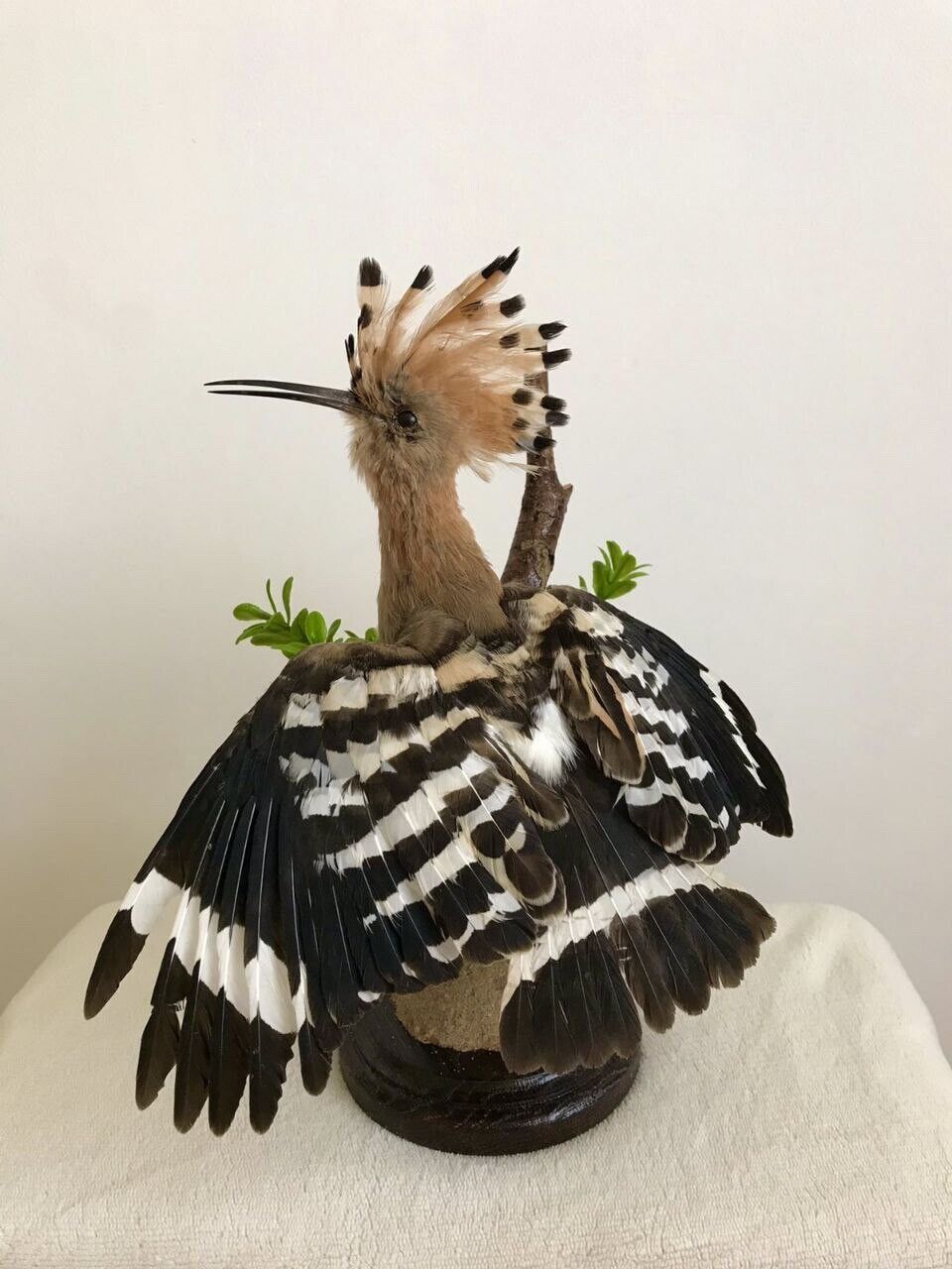 European Udod Bird Taxidermy With Paper Document!