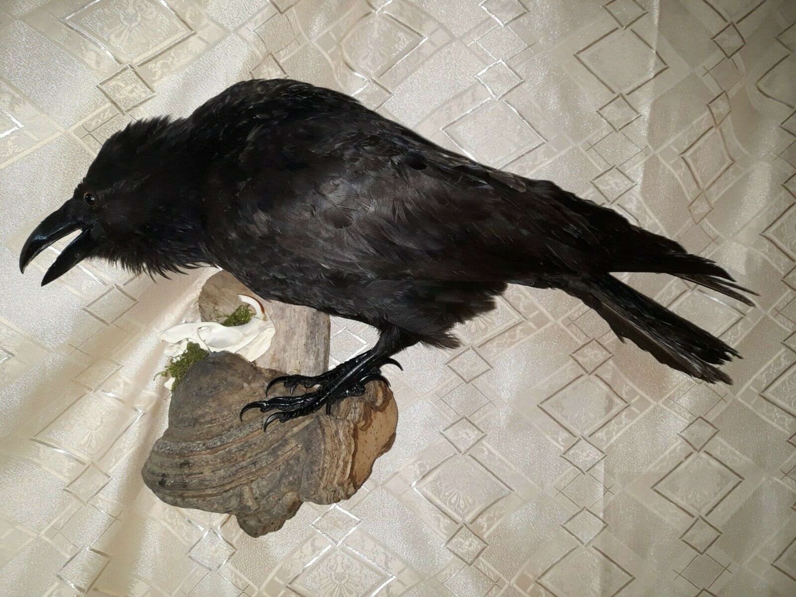 Stuffed European  Raven On A Tinder Fungus With A Beaver Skull Taxidermy