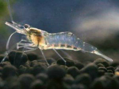 25 Live Freshwater Ghost Shrimp ( Glass Shrimp, Grass Shrimp )