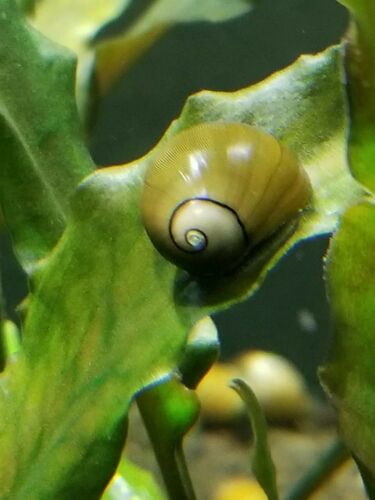 10 Live Freshwater Olive Nerite Snails Eats Lots Of Algae Great Cleaners