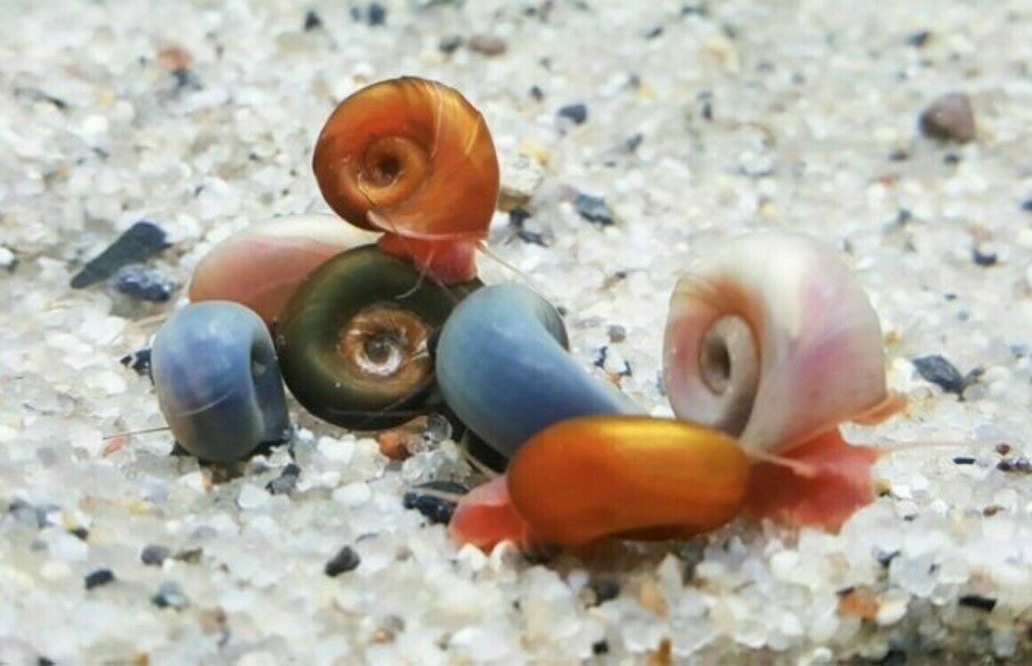 8+pink/red/blu Leopard/mix Color Ramshorn Snails With 2 Type Free Floating Plant