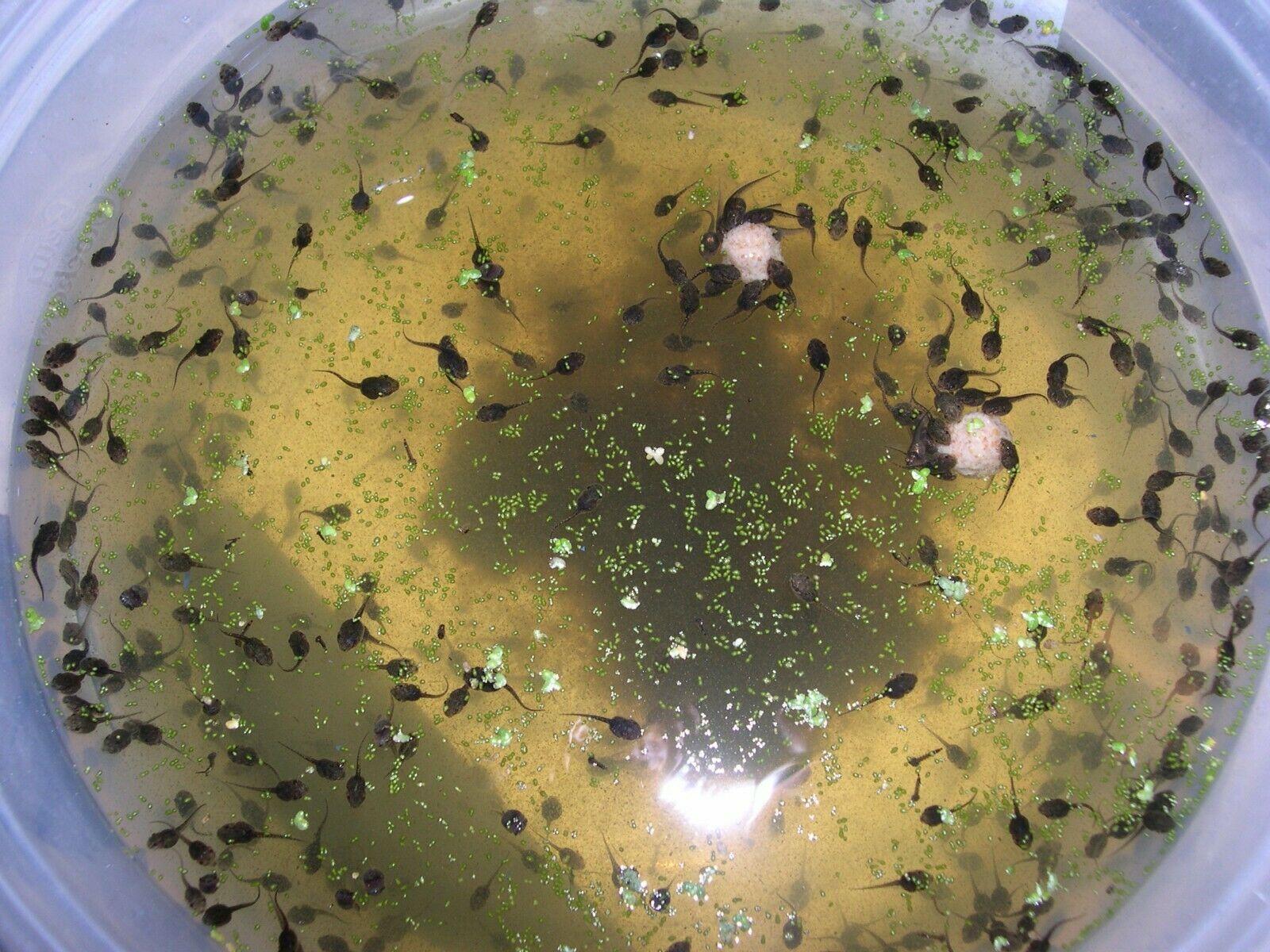 Frog Dazz Special 100 Live Tiny Tree Frog Tadpoles Free Plants And Food