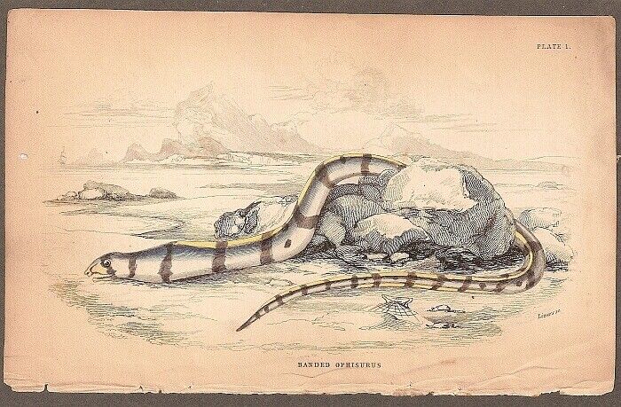 Banded Snake Eel C1840 Jardine Fish Engraving Hand Colored