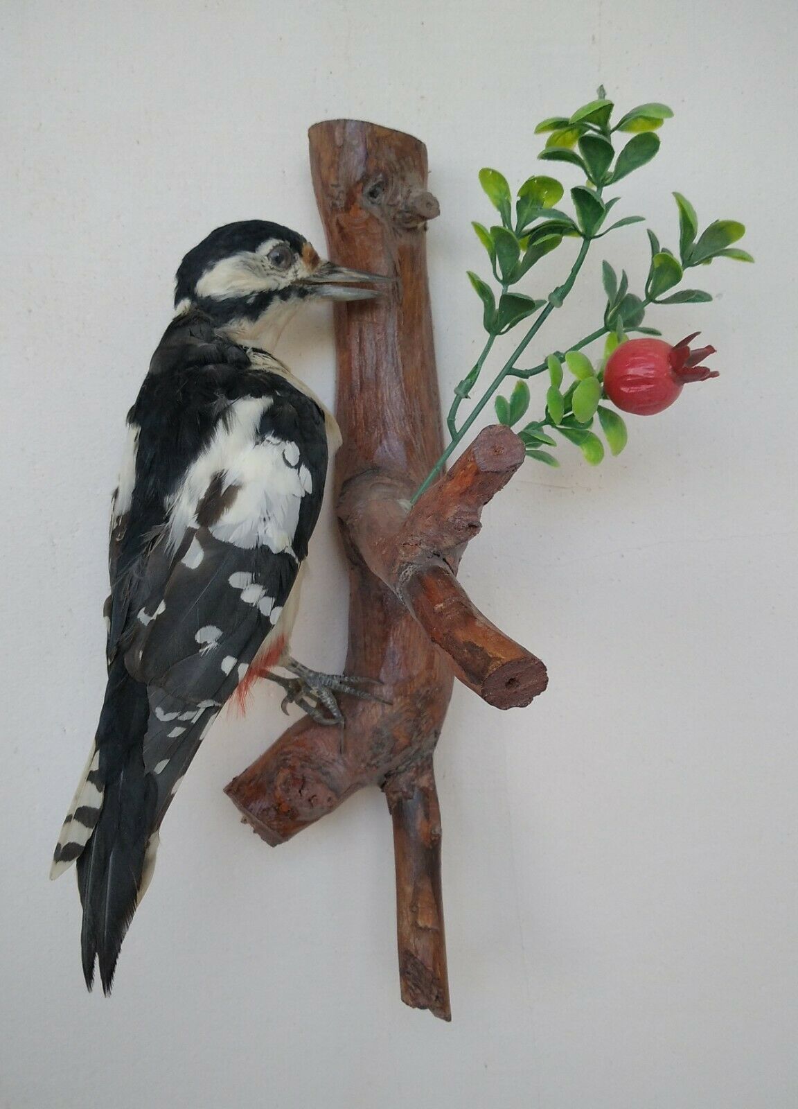 Taxidermy Stuffed Bird Woodpecker Dendrocopos Major