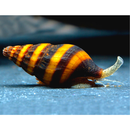 3 Live Assassin Snails Clea Helena 1/2" To 3/4" Freshwater Aquarium Plants