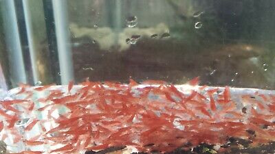 20 Small Red Cherry Shrimp Rcs