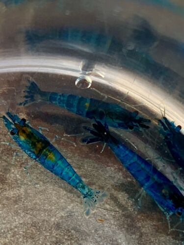 10  (+2 Doa) Dream Blue Shrimp Imported Directly From Thailand