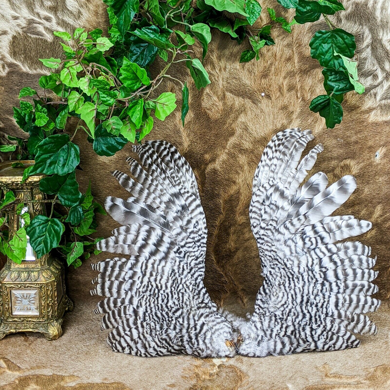 Cw3 Taxidermy Oddities Curiosities Chicken Rooster Wings Crafts Bird Feathers