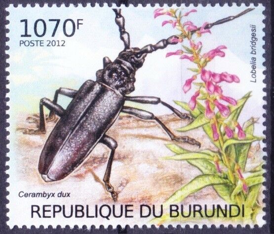 Long-horned Beetle, Cerambyx Dux, Insects, Burundi 2012 Mnh