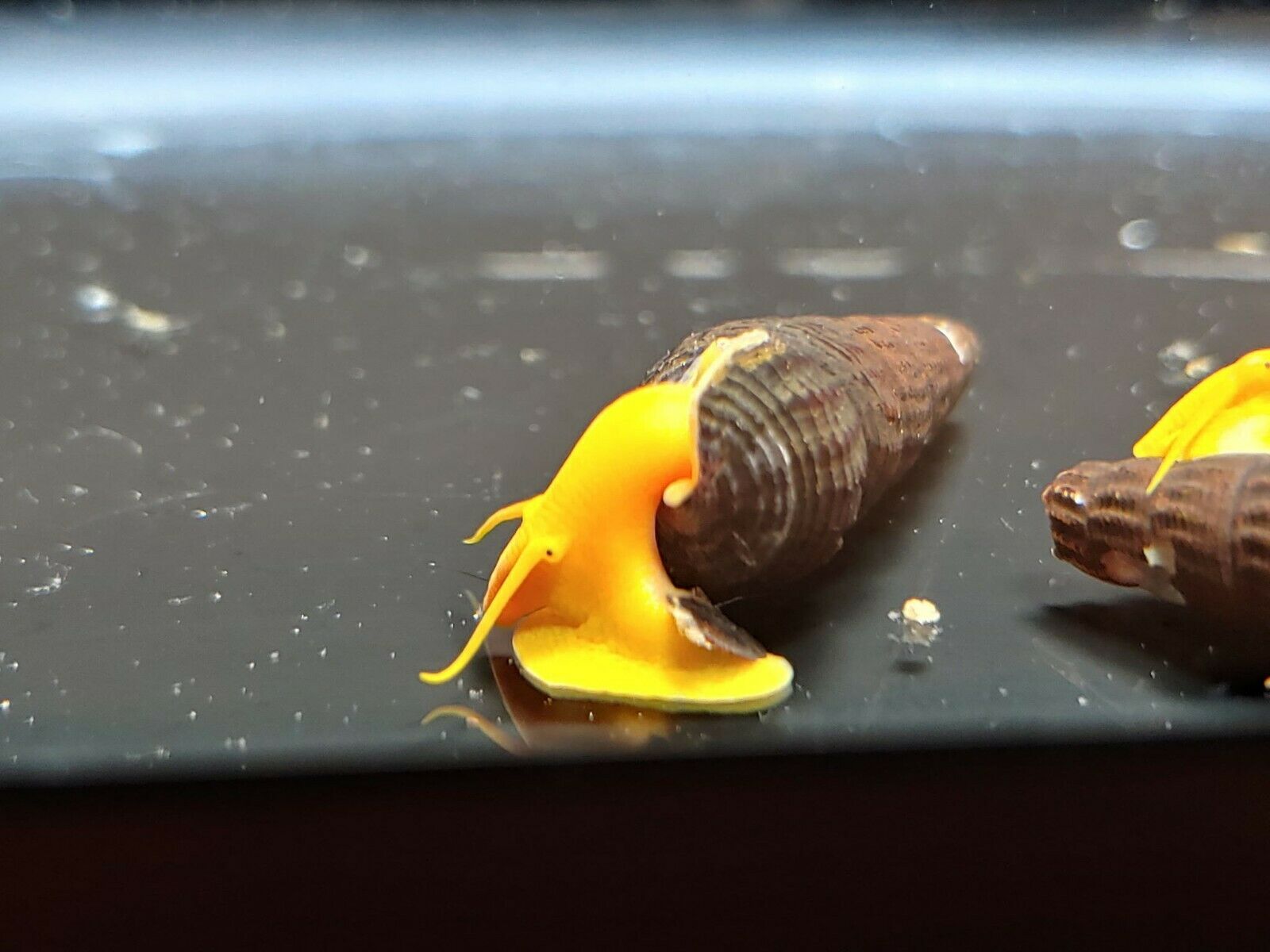 3 Orange Poso Rabbit Snail - Live Aquarium Snail
