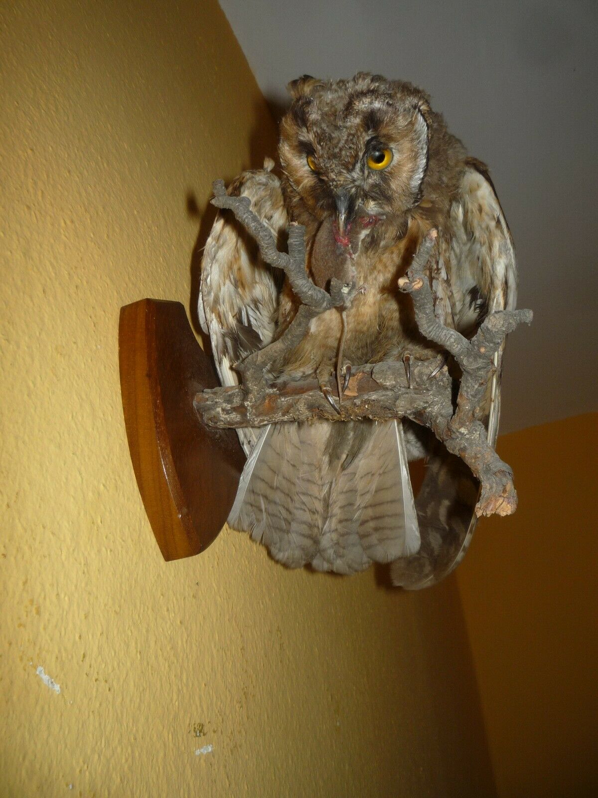 Old Owl Taxidermy Prepared Stuffed Bird