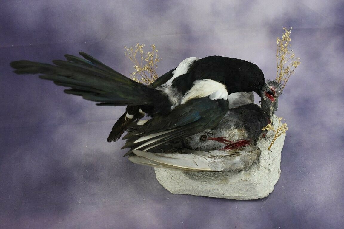 Beauty Magpie W/ Trophy Rock Pigeon Head Wall Mount Premium Taxidermy Bird