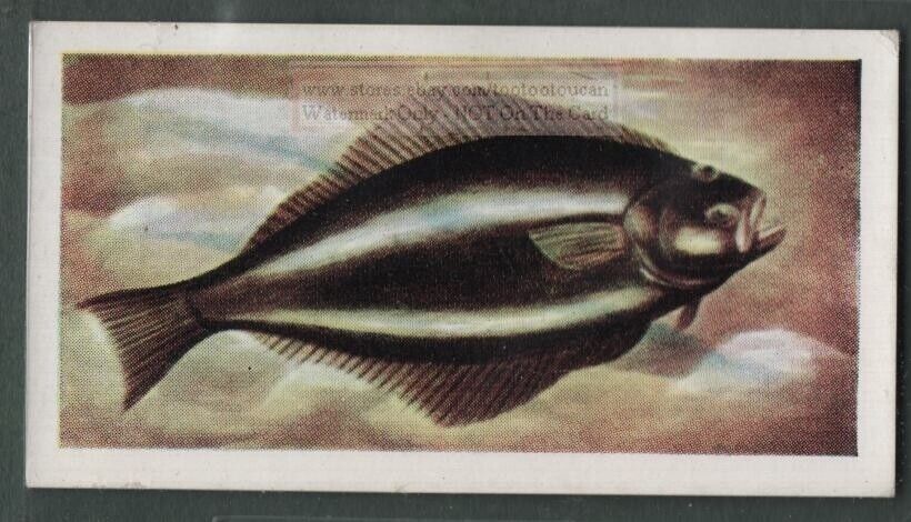 Halibut  Fish Flatfish Edible Sport Fishing Ocean Vintage Trade Ad Card