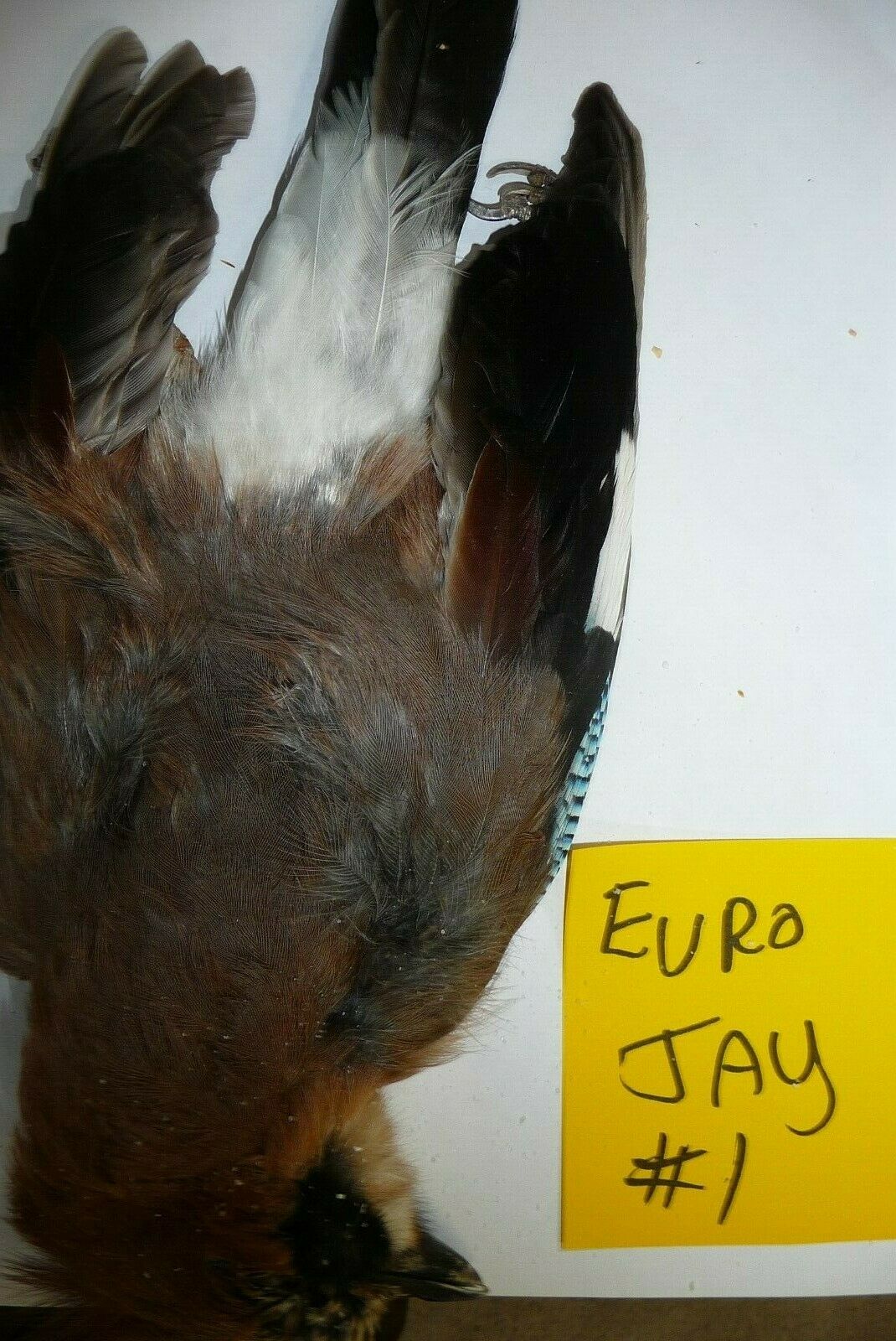 European Jay Bird #1 Salted Skin For Taxidermy Or Fly Ty
