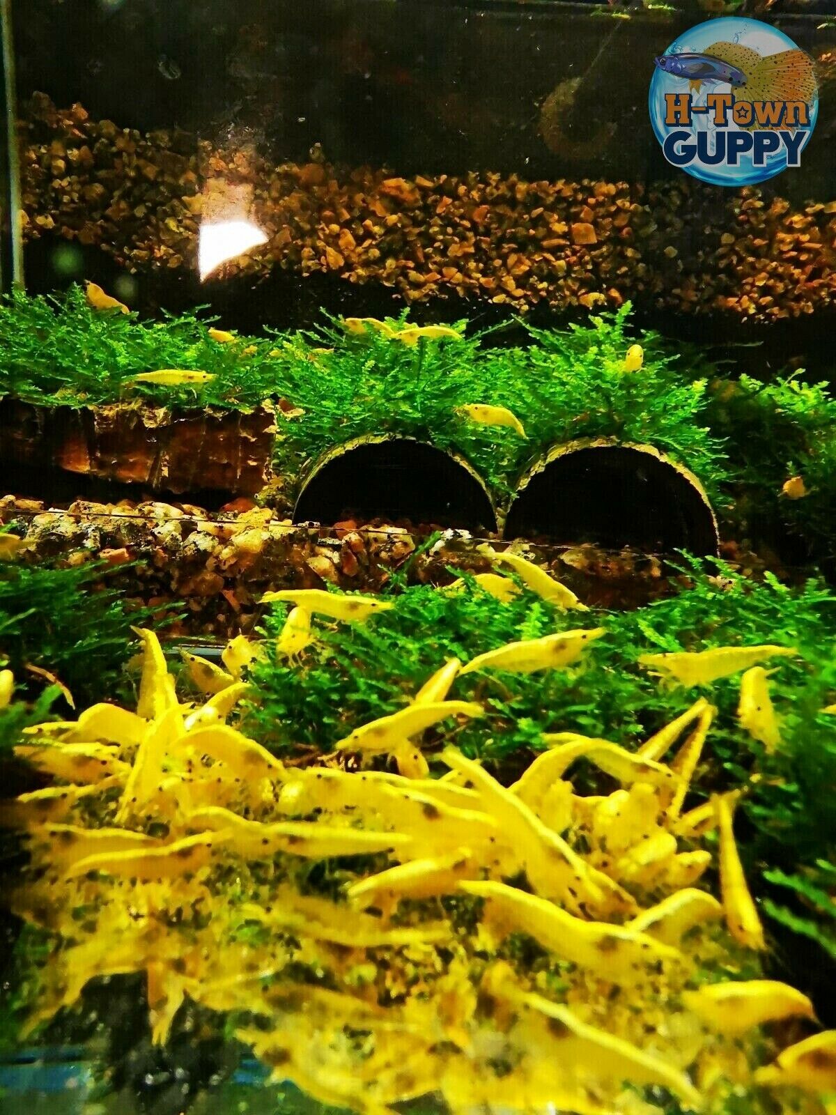 10 +1 Neon Yellow - Freshwater Neocaridina Aquarium Shrimp. Live Guarantee