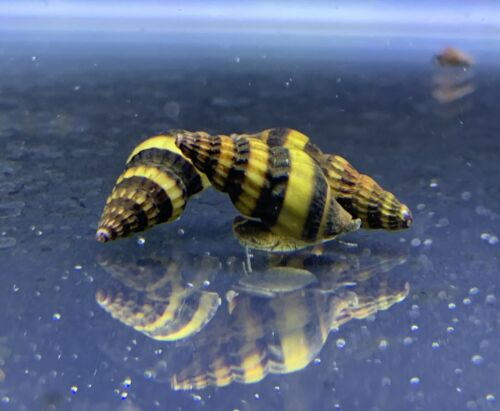 3 Assassin Snails (clea Helena) 1/2" To 3/4" Live Freshwater Snail Plants