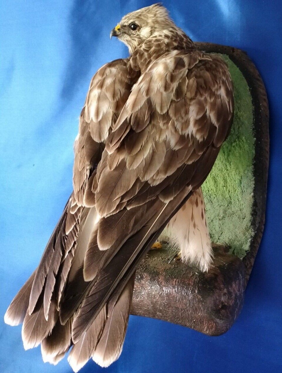Stuffed Hawk Taxidermy
