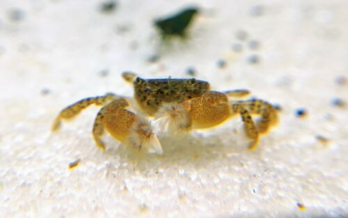 Freshwater Pom Pom Crab (ptychognathus Barbatus) _shrimpy Business