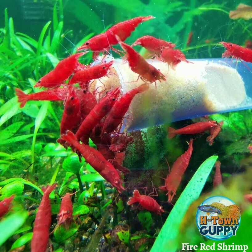 10+1 Fire Red Cherry - Freshwater Neocaridina Aquarium Shrimp. Live Guarantee