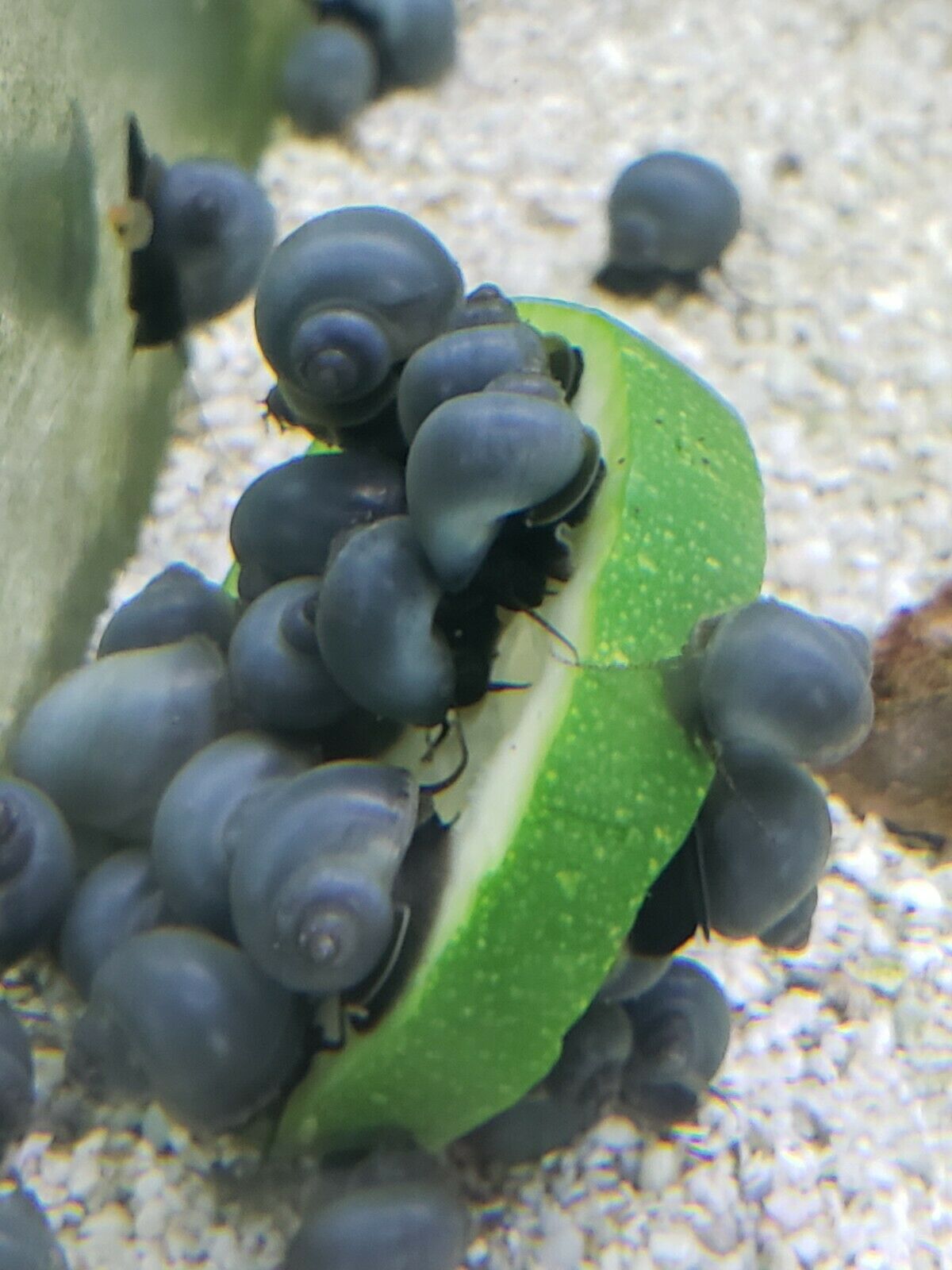 Mystery Snails. Blue/gold/purple/ivory/jade/magenta/chestnut. Happy And Healthy!