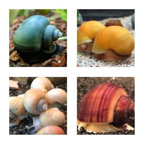 Mix Color Mystery 3 Or 5 Or 10 Snails Live Snails Super Price!!!!