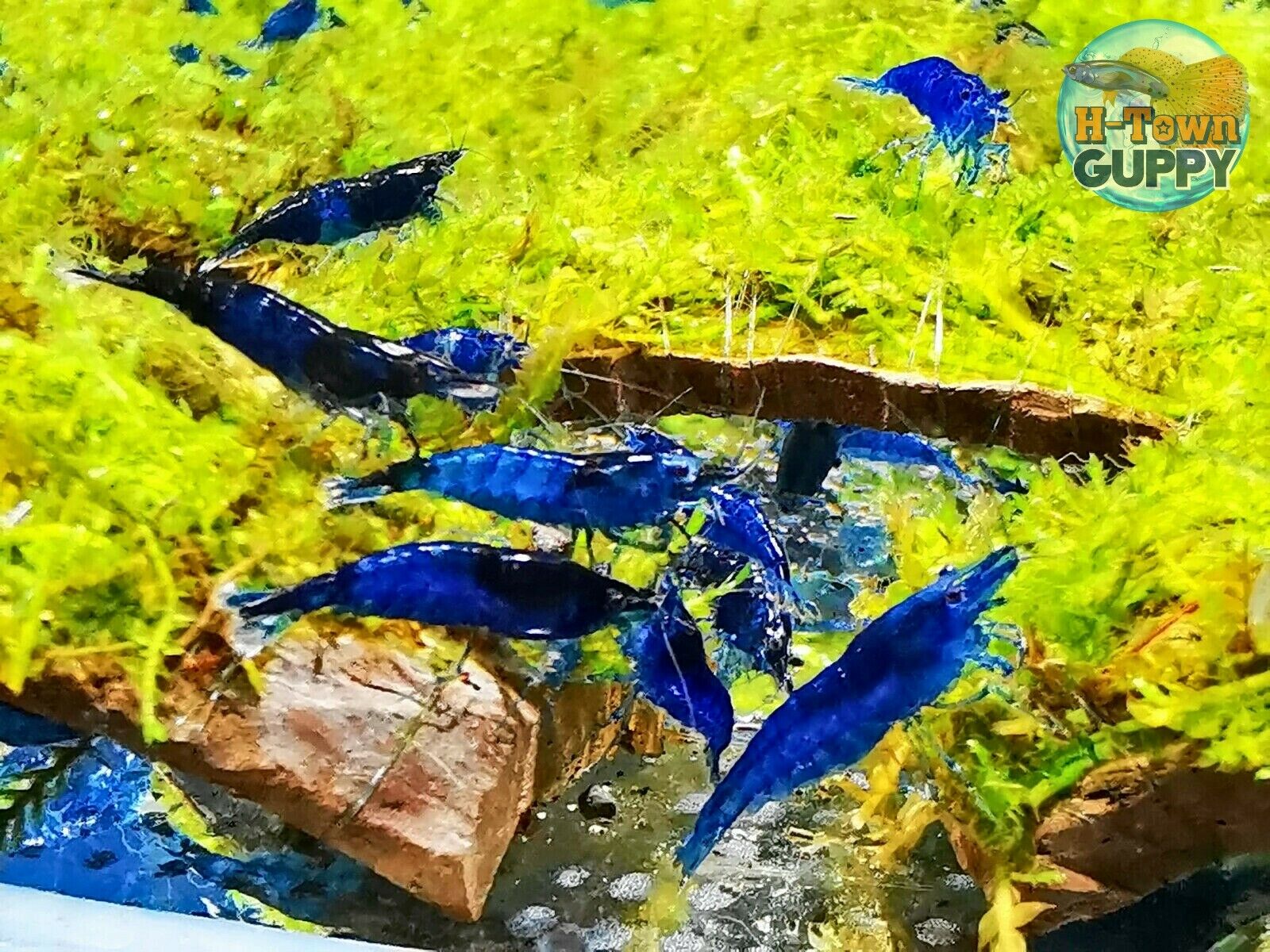 10 +1 Blue Velvet - Freshwater Neocaridina Aquarium Shrimp. Live Guarantee