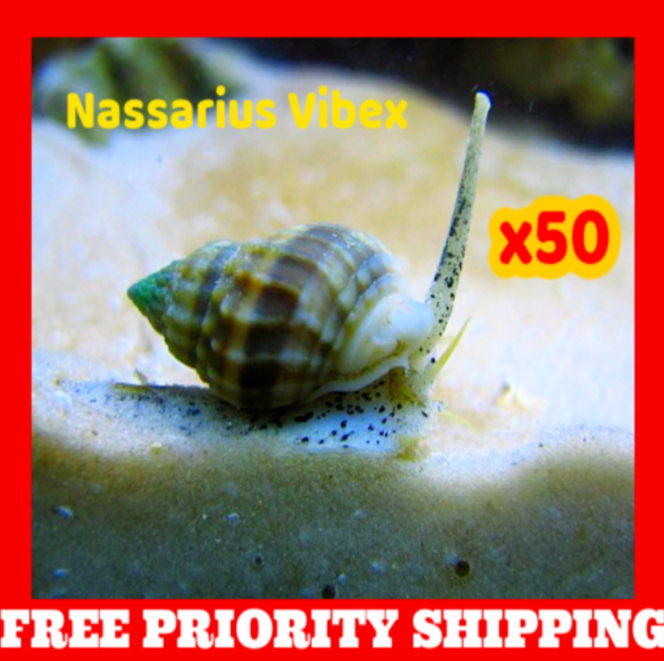 X50 Live Saltwater Nassarius Vibex Aquarium Coral Snails Algae Cleaner Feeders
