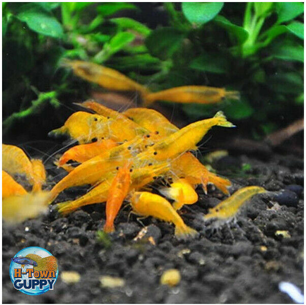 10+1 Sunkist Orange - Freshwater Neocaridina Aquarium Shrimp. Live Guarantee