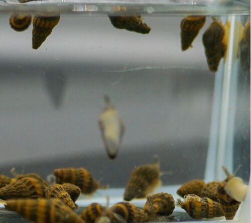 20 (+1 Doa) 1.7 - 2.0 Cm Assassin Snails Imported Directly From Thailand