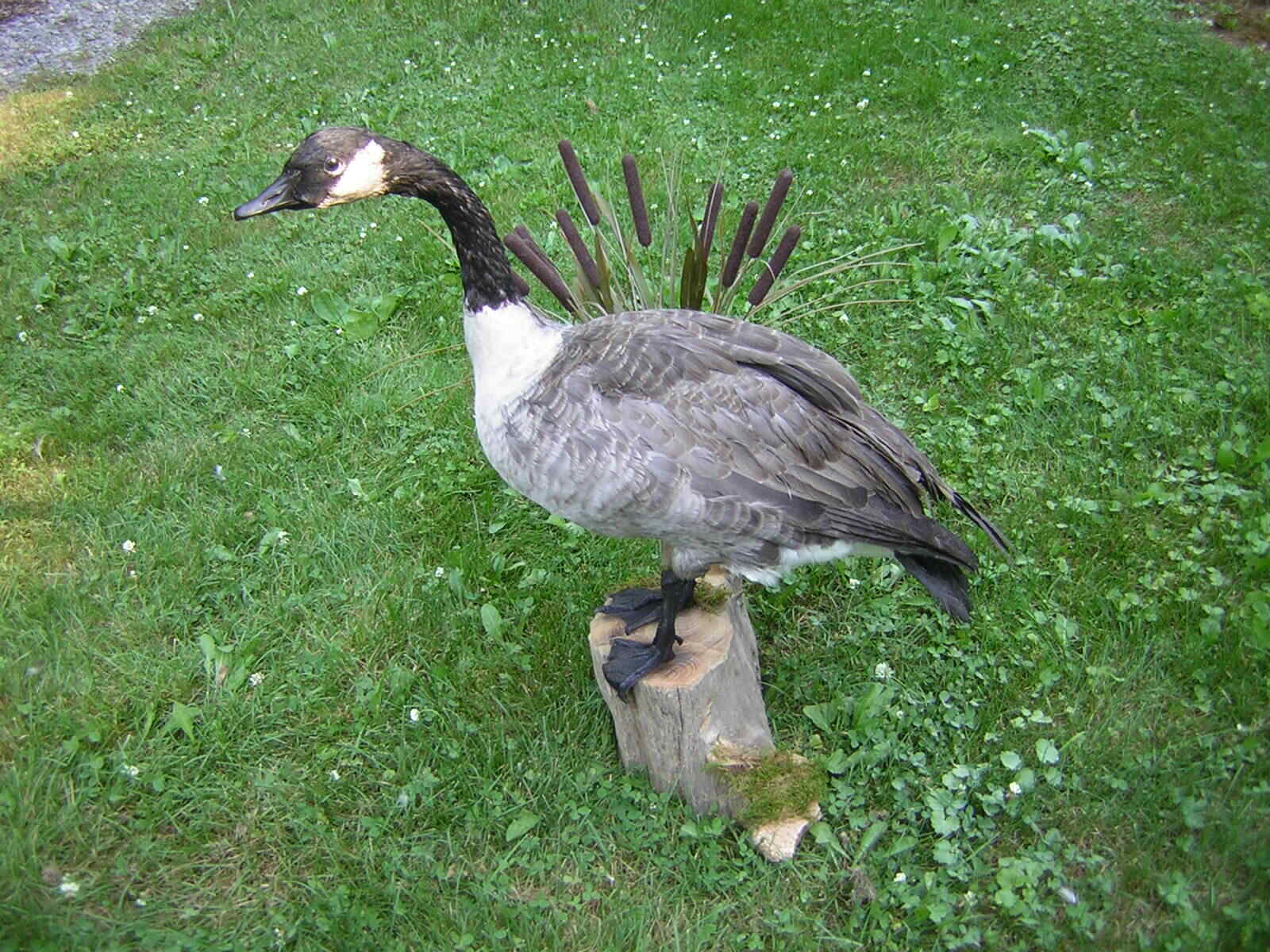 Canada Goose - Standing - Captive Bred - Mount - Taxidermy